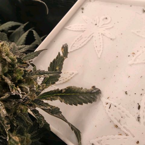 Black phoenix 22A growlog timeline photo