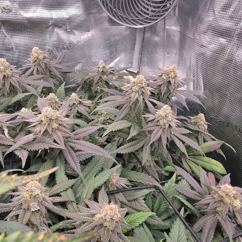 Black phoenix 22A growlog timeline photo