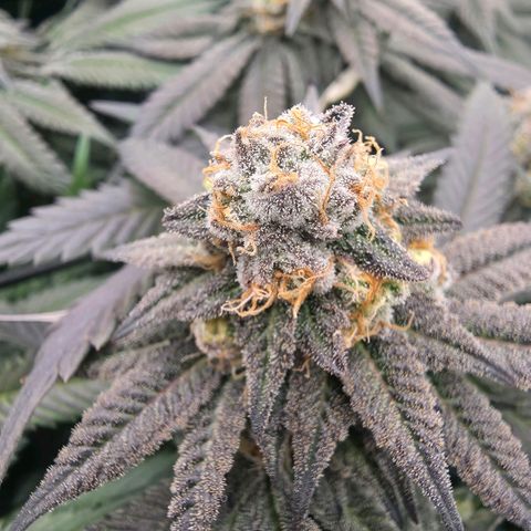 Black phoenix 22A growlog timeline photo