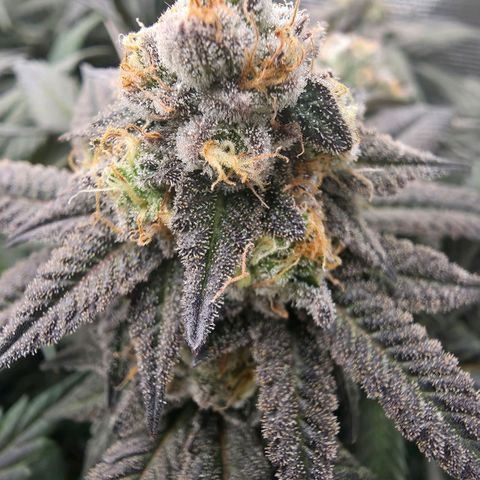 Black phoenix 22A growlog timeline photo
