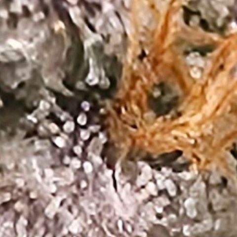 Black phoenix 22A growlog timeline photo