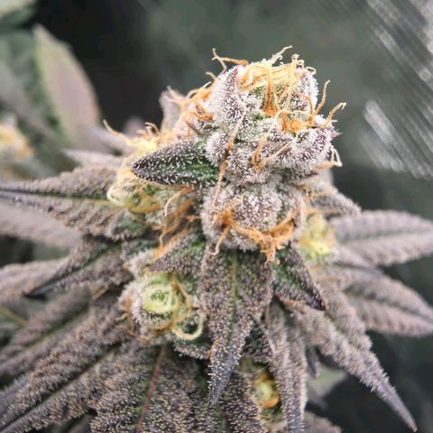 Black phoenix 22A growlog timeline photo
