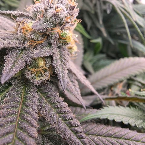 Black phoenix 22A growlog timeline photo