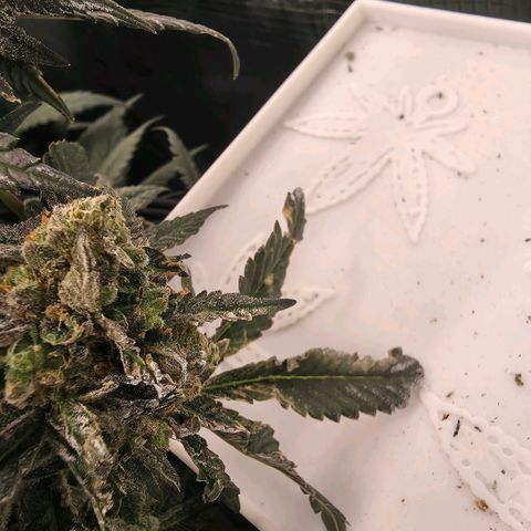 Black phoenix 22A growlog timeline photo
