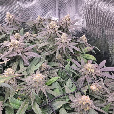 Black phoenix 22A growlog timeline photo