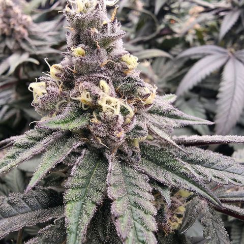 Gelly momma 21A growlog timeline photo