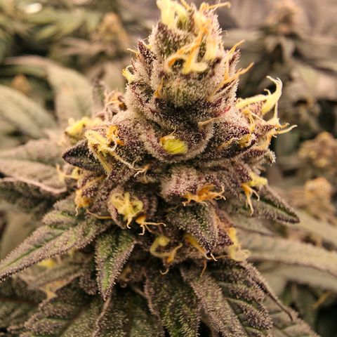 Gelly momma 21A growlog timeline photo