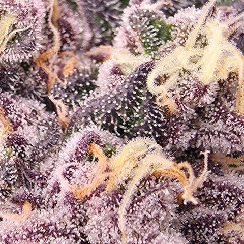 Gelly momma 21A growlog timeline photo
