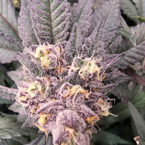 Gelly momma 21A growlog timeline photo