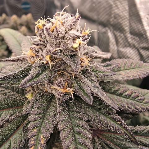 Gelly momma 21A growlog timeline photo