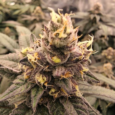 Gelly momma 21A growlog timeline photo