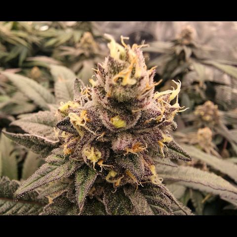 Gelly momma 21A growlog timeline photo