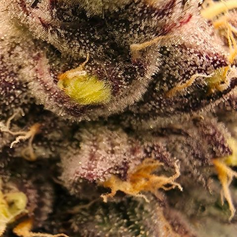 Gelly momma 21A growlog timeline photo
