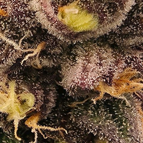 Gelly momma 21A growlog timeline photo