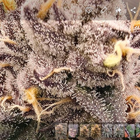 Gelly momma 21A growlog timeline photo