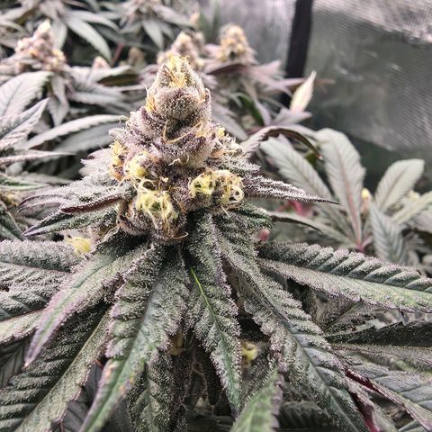 Gelly momma 21A growlog timeline photo