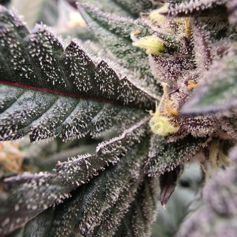 Black phoenix 22A growlog timeline photo