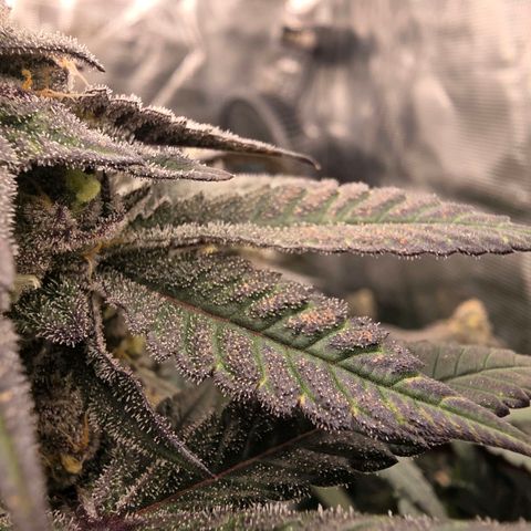 Black phoenix 22A growlog timeline photo