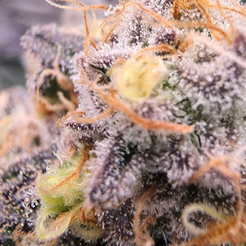 Black phoenix 22A growlog timeline photo