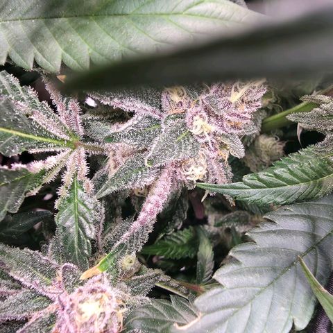 Black phoenix 22A growlog timeline photo