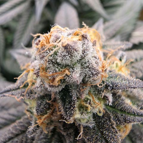 Black phoenix 22A growlog timeline photo