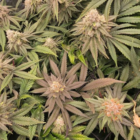 Black phoenix 22A growlog timeline photo
