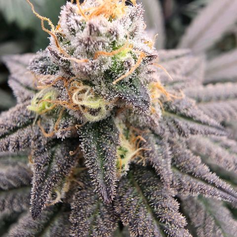 Black phoenix 22A growlog timeline photo