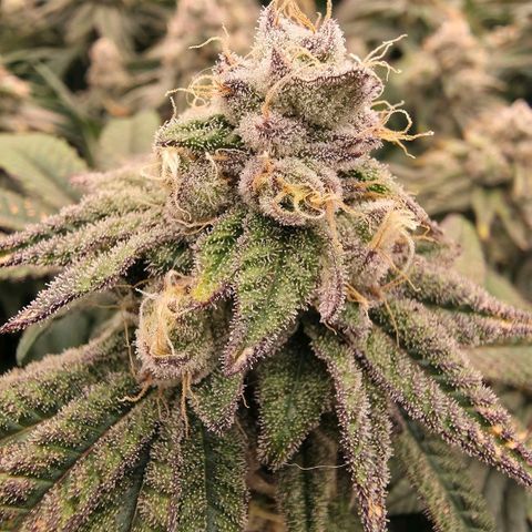 Gg4 21A growlog timeline photo