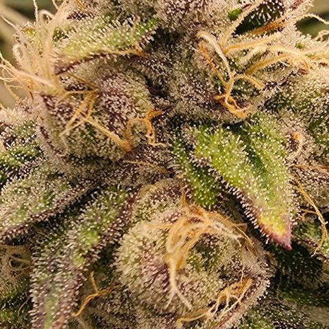 Gg4 21A growlog timeline photo