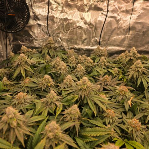 Gg4 21A growlog timeline photo