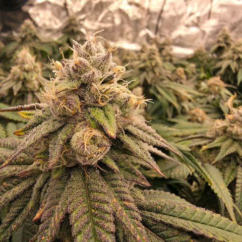 Gg4 21A growlog timeline photo
