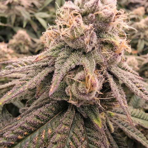 Gg4 21A growlog timeline photo