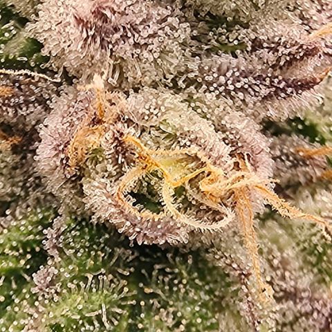 Gg4 21A growlog timeline photo