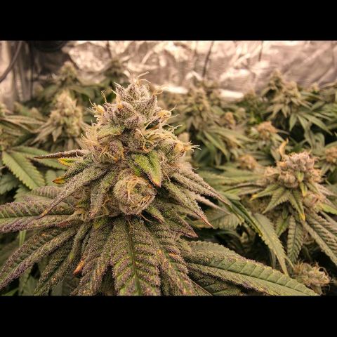 Gg4 21A growlog timeline photo