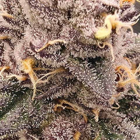 Gg4 21A growlog timeline photo