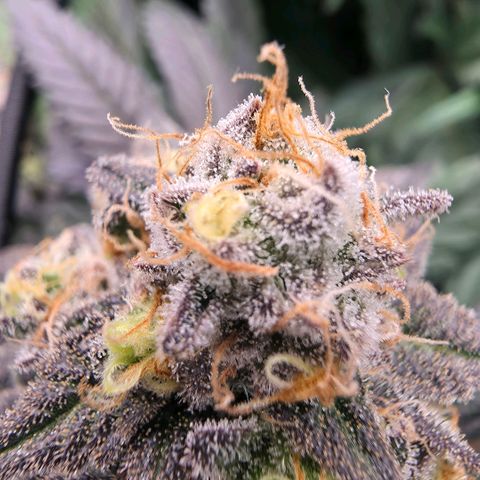 Gg4 22A growlog timeline photo