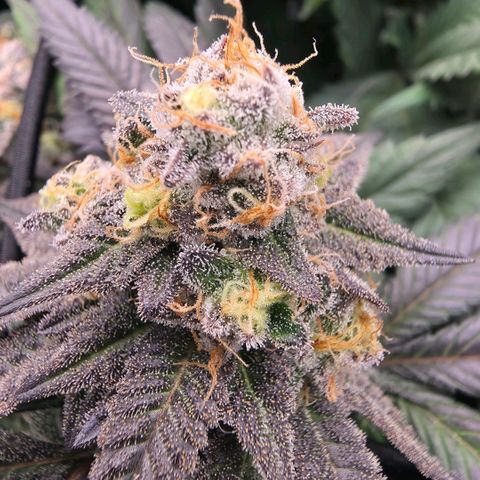 Gg4 22A growlog timeline photo