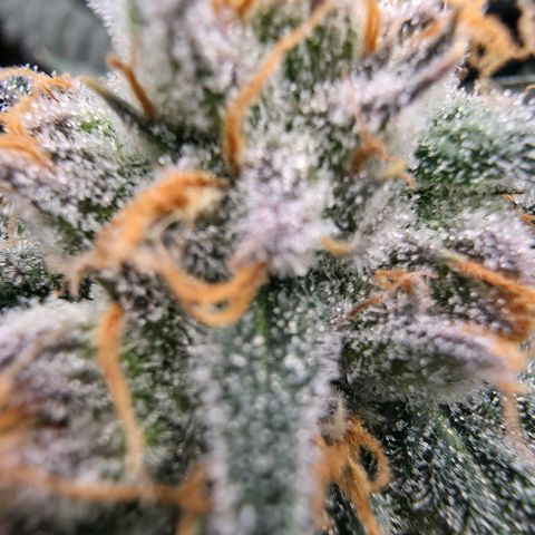 Gg4 22A growlog timeline photo