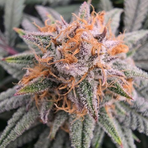 Gg4 22A growlog timeline photo