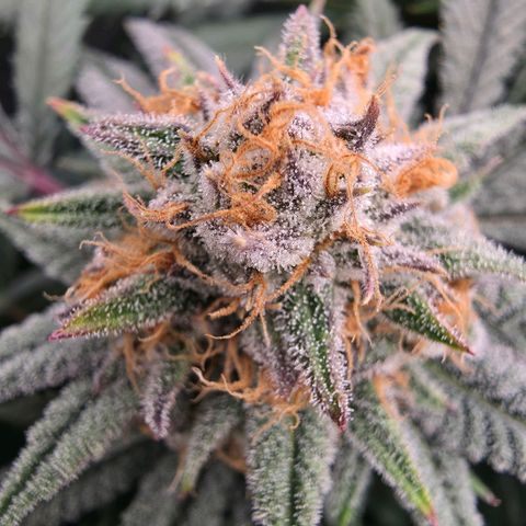 Gg4 22A growlog timeline photo