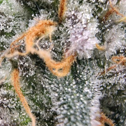 Gg4 22A growlog timeline photo