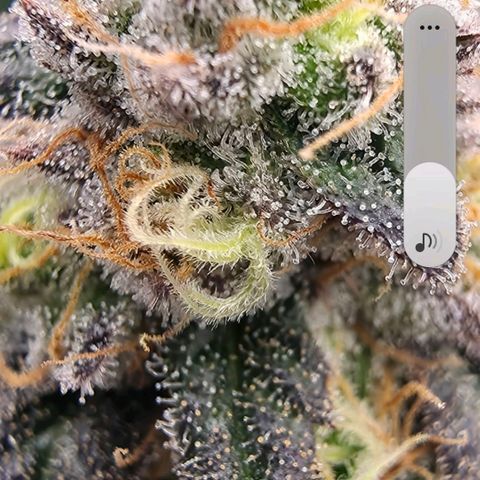 Gg4 22A growlog timeline photo