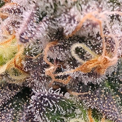 Gg4 22A growlog timeline photo