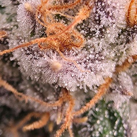 Gg4 22A growlog timeline photo