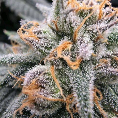 Gg4 22A growlog timeline photo