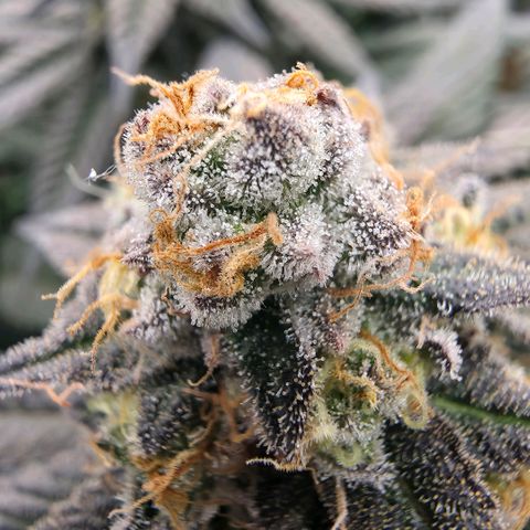 Gg4 22A growlog timeline photo