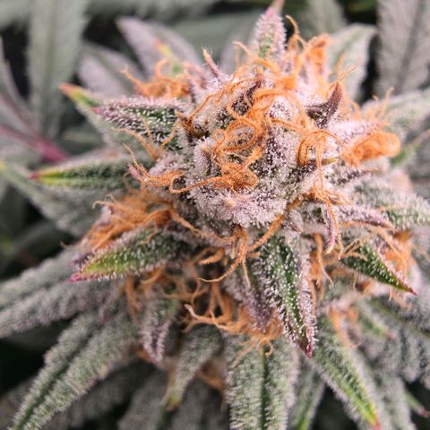 Gg4 22A growlog timeline photo