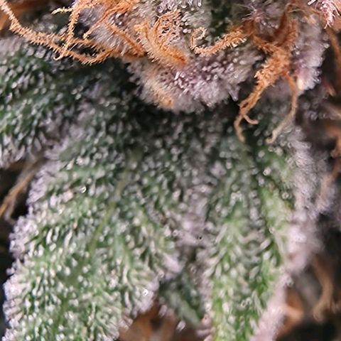 Gg4 22A growlog timeline photo