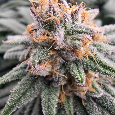 Gg4 22A growlog timeline photo