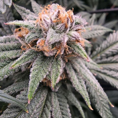 Gg4 22A growlog timeline photo